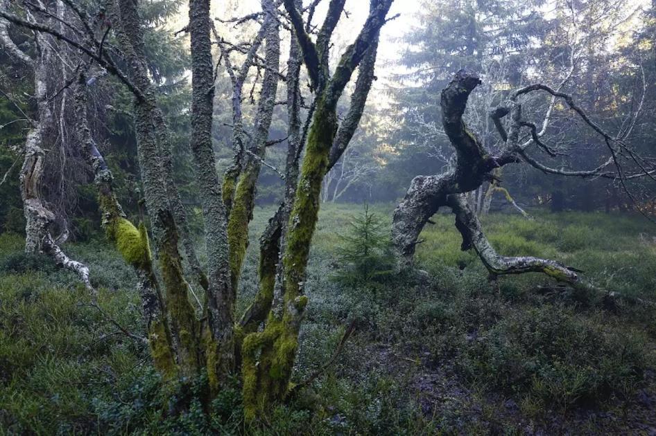 Wellness Pension Iveta Žacléř Dış mekan fotoğraf